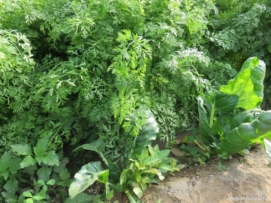 carrots with mangold on the side